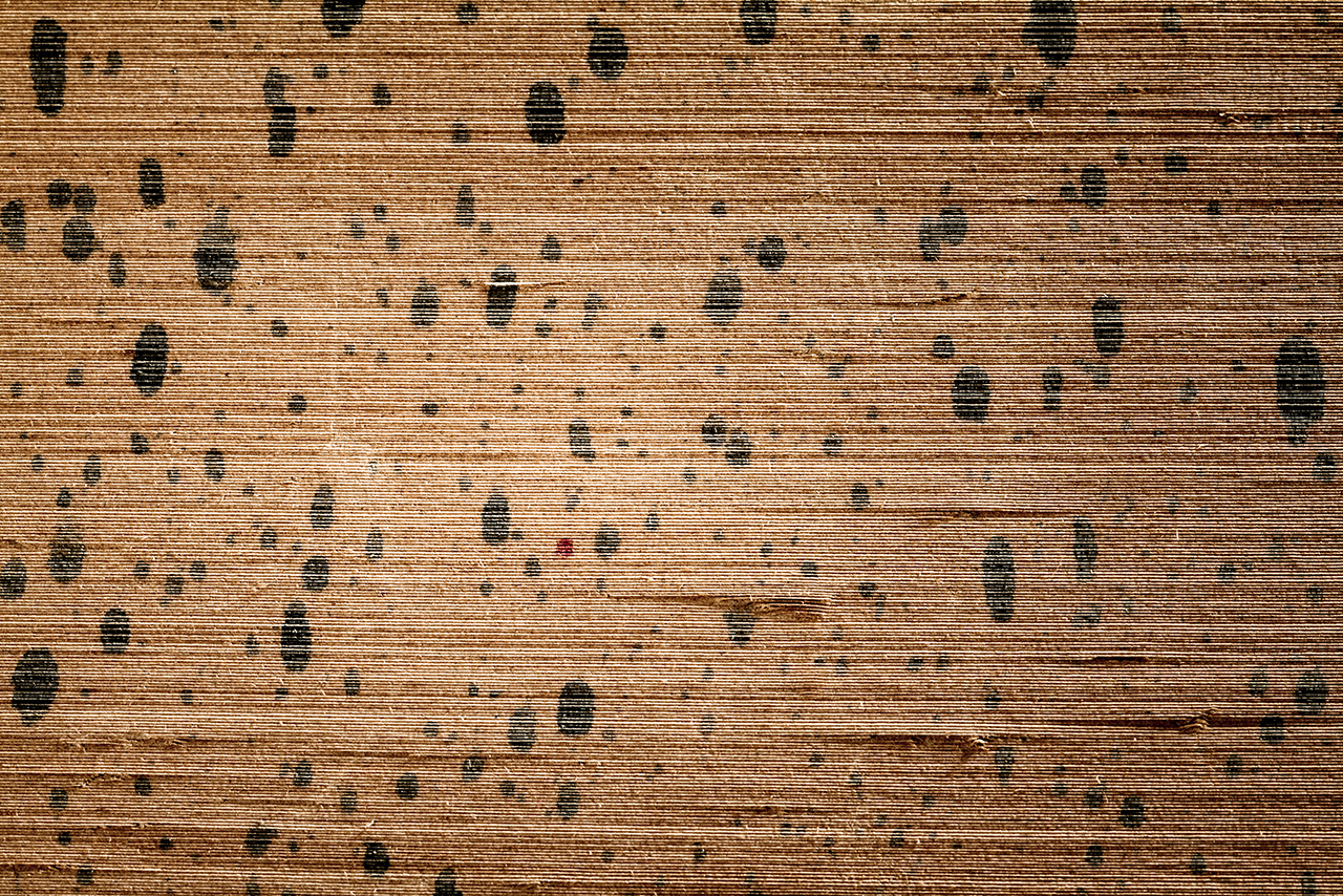 Attic Mold Remediation Services