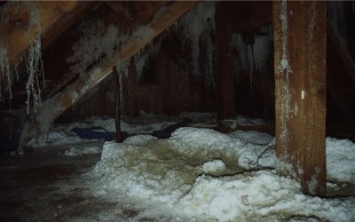 Mold Remediation Toledo: Why Professional Removal Beats DIY Solutions